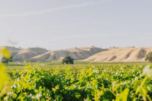 TiffandNick CassWinery JOP portfolio 2024 110